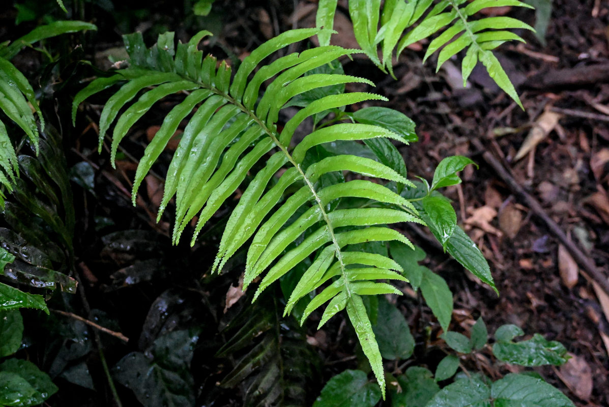 Изображение особи Plagiogyria japonica.