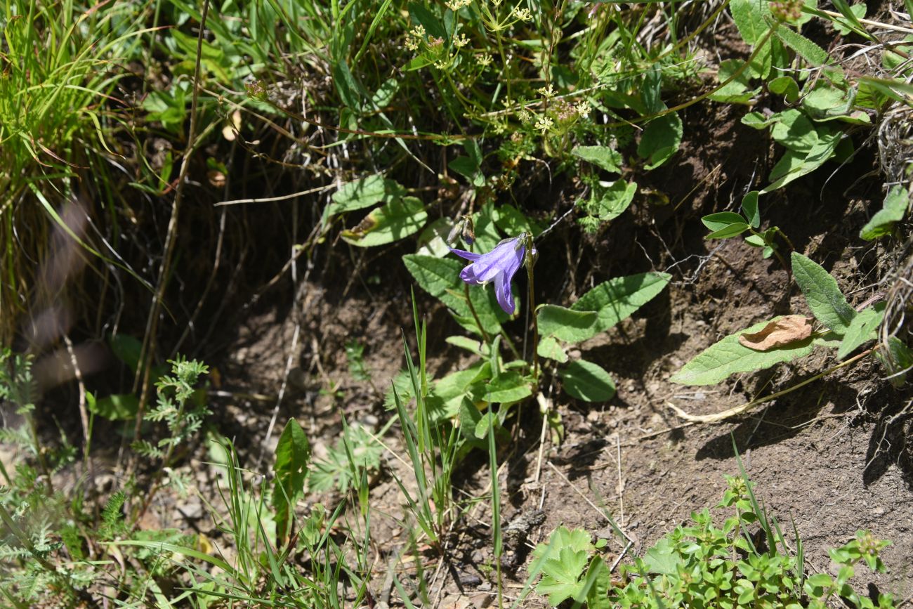 Изображение особи род Campanula.