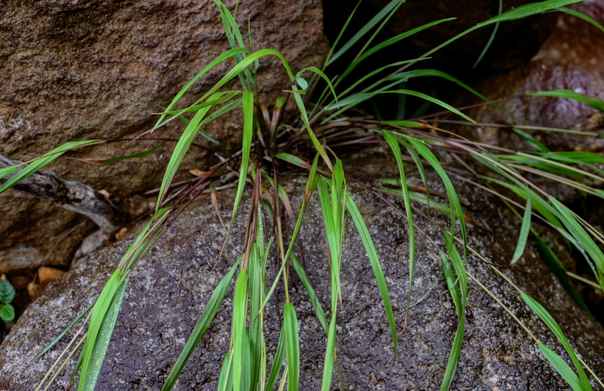 Изображение особи семейство Poaceae.