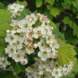 Crataegus maximowiczii. Соцветие. Хабаровский край, окр. г. Комсомольск-на-Амуре, дол. руч. Тёплый ключ. 09.06.2024.