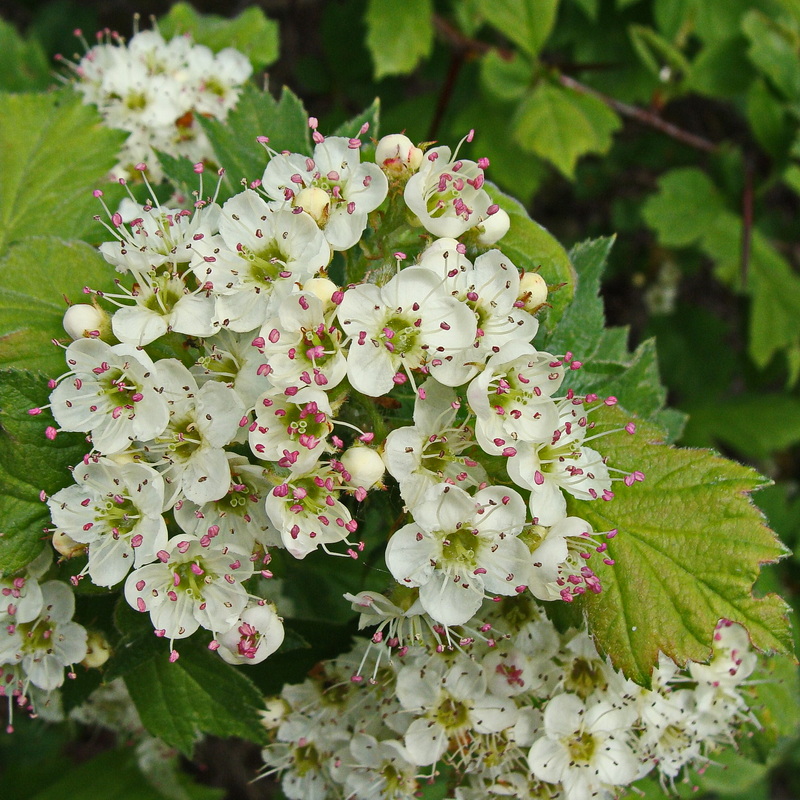 Изображение особи Crataegus maximowiczii.