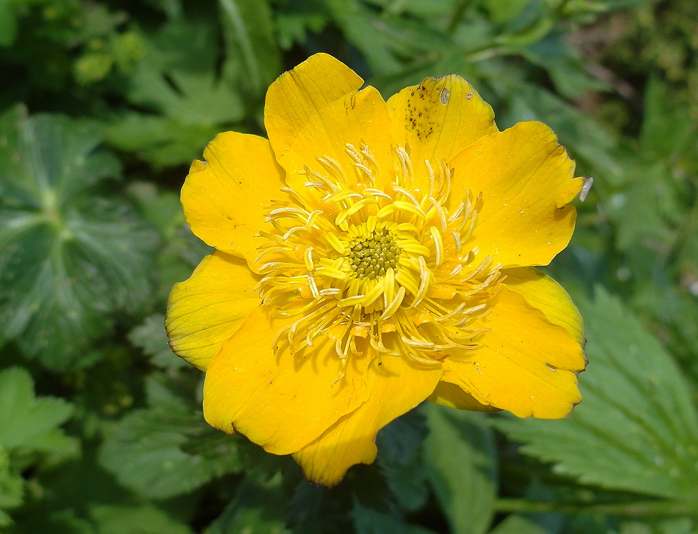 Image of Trollius dschungaricus specimen.