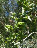 Colletia paradoxa