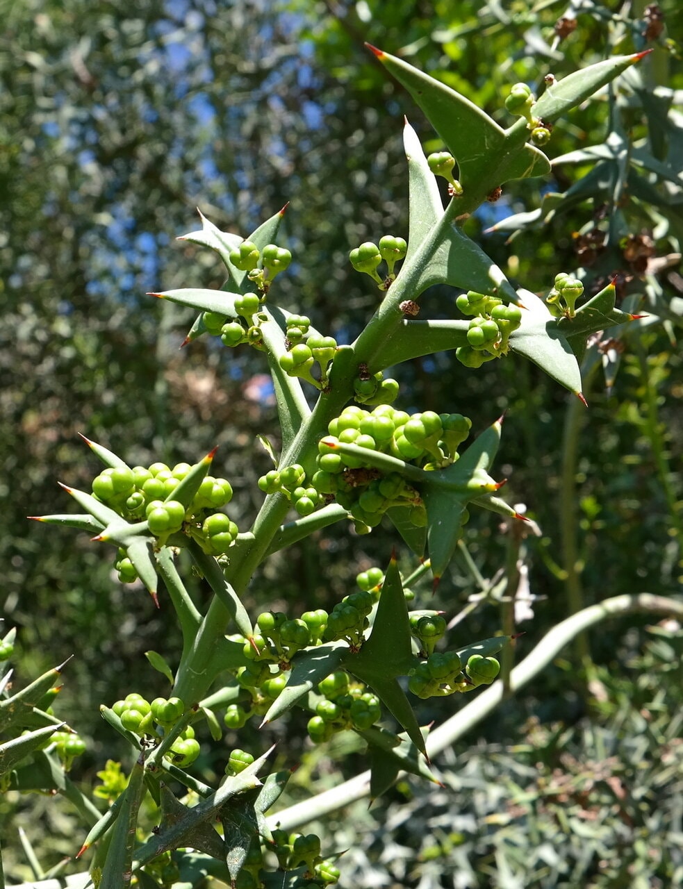 Image of Colletia paradoxa specimen.