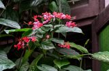 Clerodendrum × speciosum. Верхушка побега с соцветием. Китай, провинция Гуандун, г. Гуанчжоу, в культуре. 28.05.2024.