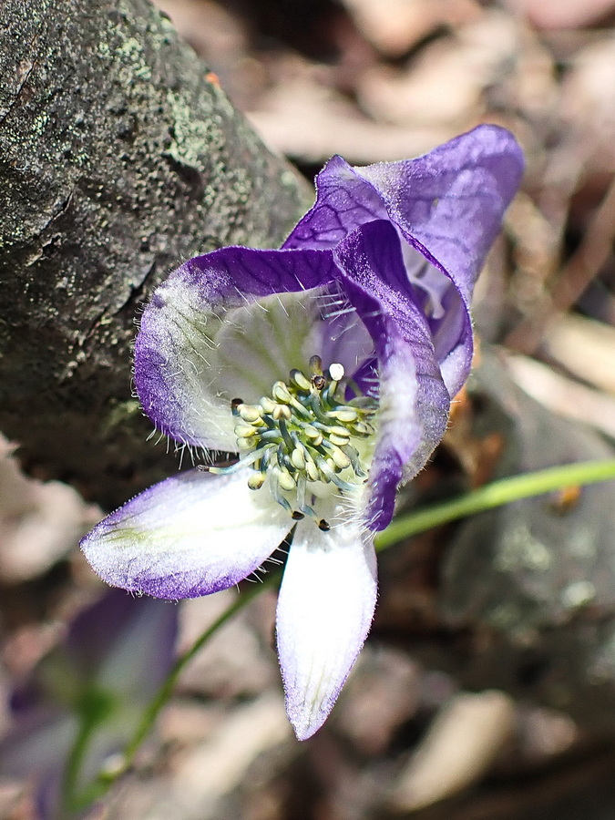 Image of Aconitum consanguineum specimen.