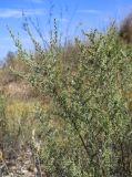 Artemisia caerulescens подвид gallica. Верхушки веточек с развивающимися (?) соцветиями. Испания, автономное сообщество Каталония, провинция Жирона, комарка Баш Эмпорда, муниципалитет Тороэлья-де-Монгри, окр. устья р. Тер, осушенный маршевый луг Платера (Platera). 22.09.2024.