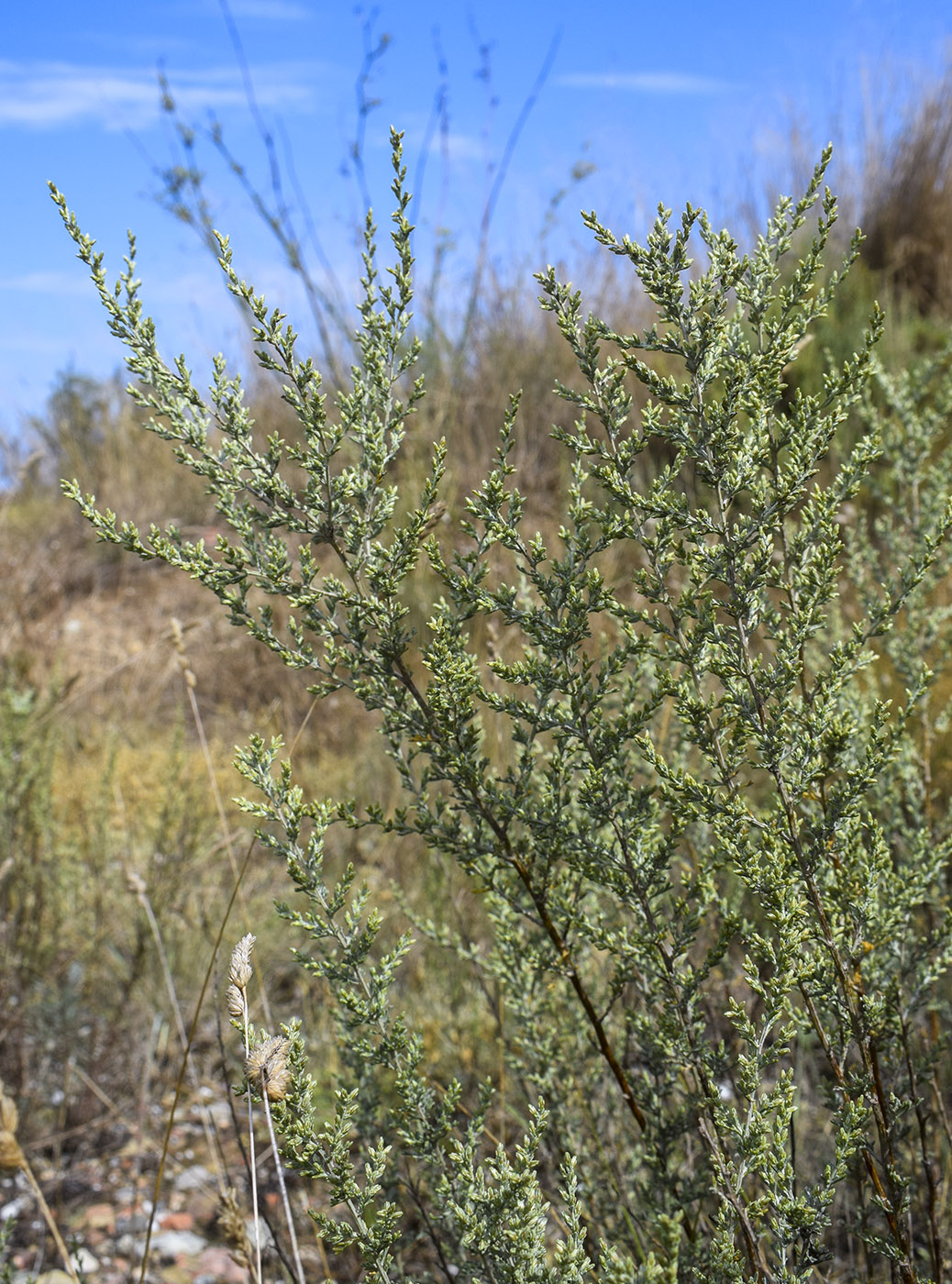 Image of genus Artemisia specimen.