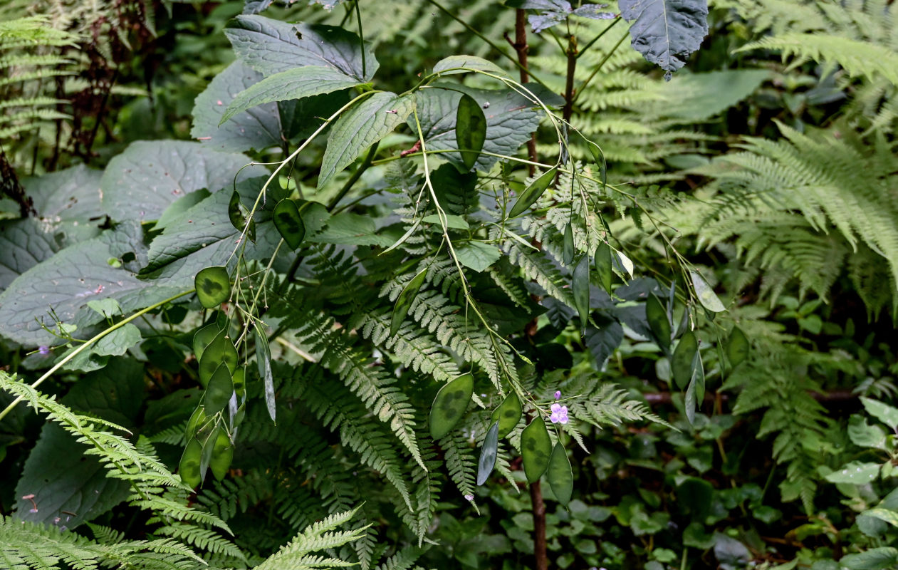 Image of Lunaria rediviva specimen.