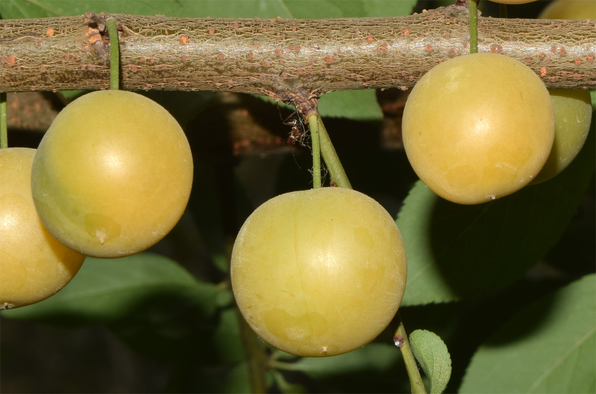 Image of Prunus cerasifera specimen.