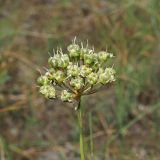 Allium flavescens