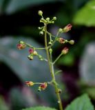 Scrophularia nodosa. Соцветие. Московская обл., Пушкинский гор. округ, северо-восточное побережье Учинского водохранилища, смешанный лес. 27.07.2024.