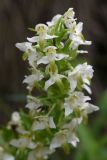 Platanthera chlorantha. Часть соцветия. Чечня, Шаройский р-н, долина р. Цесиахк в 1,6 км выше водопада Цеси, берег. 27 июня 2024 г.