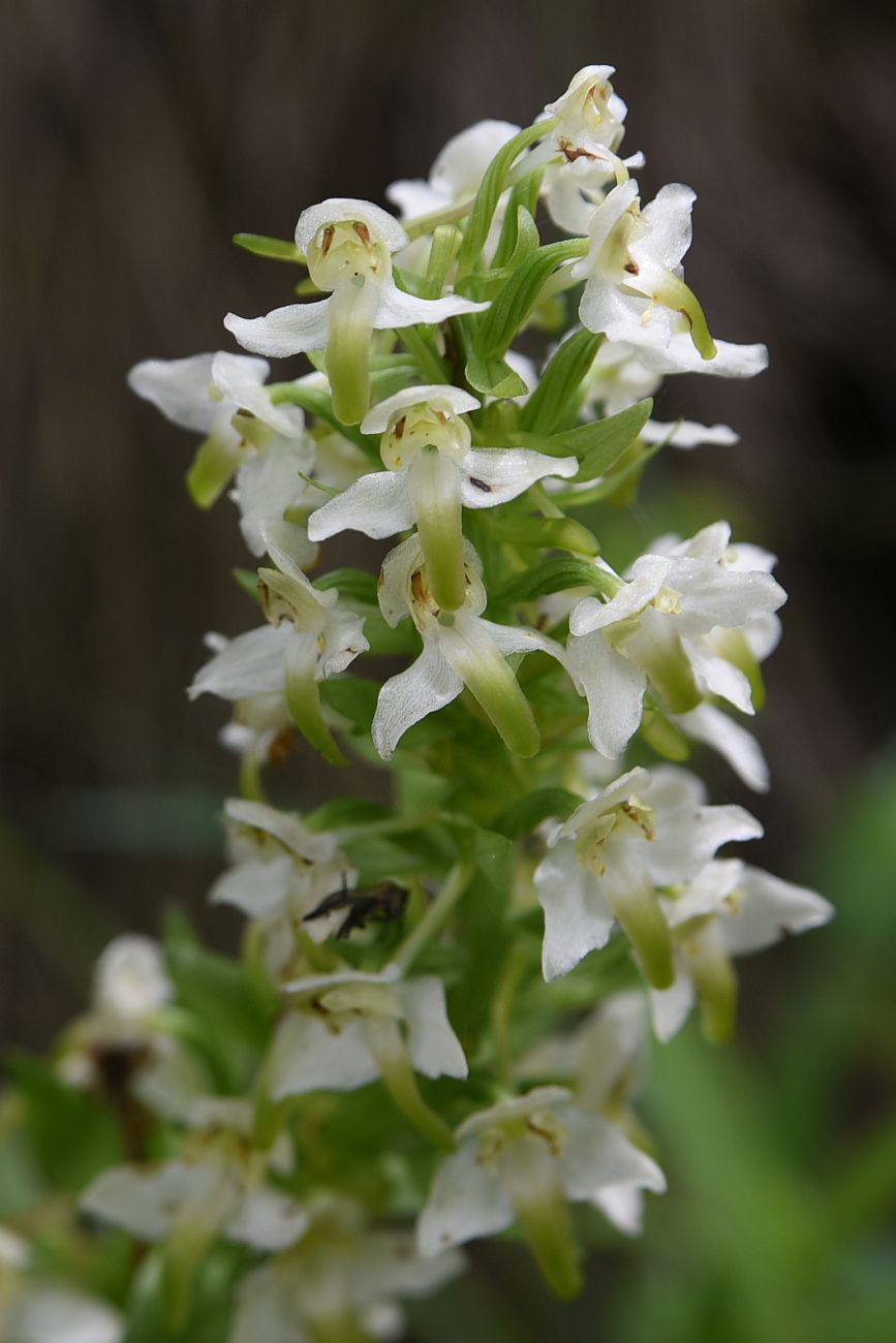 Изображение особи Platanthera chlorantha.