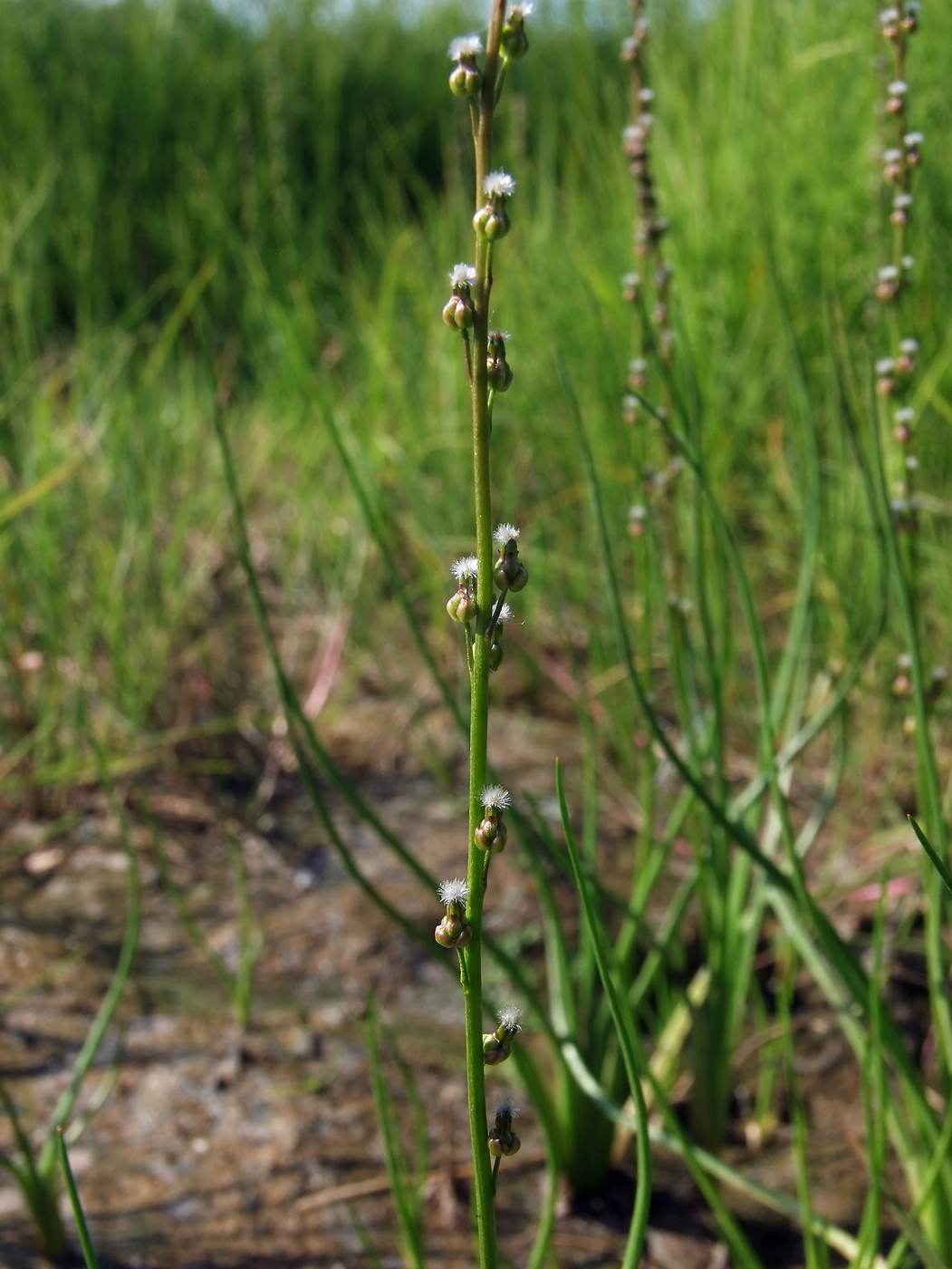 Image of Triglochin palustris specimen.