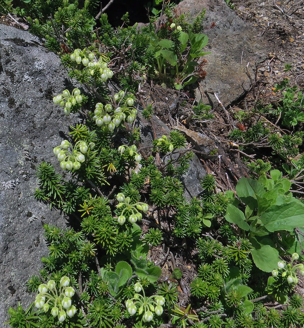 Image of Phyllodoce aleutica specimen.