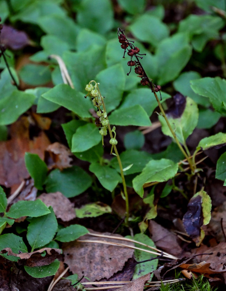 Изображение особи Orthilia secunda.