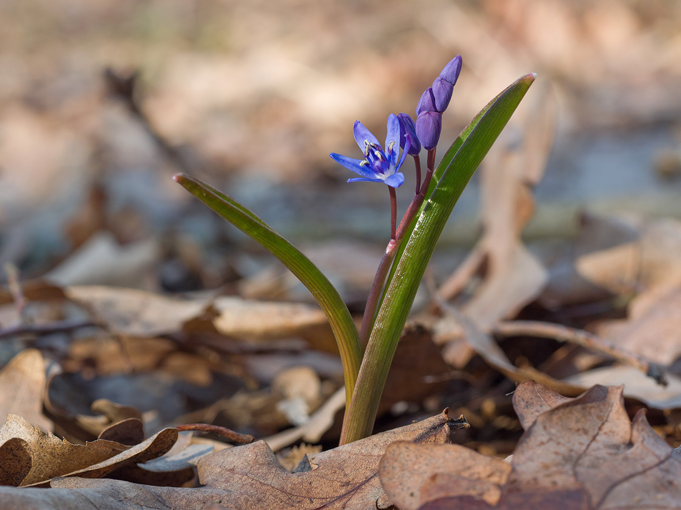 Изображение особи Scilla bifolia.