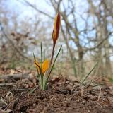 View full-size image Crocus angustifolius