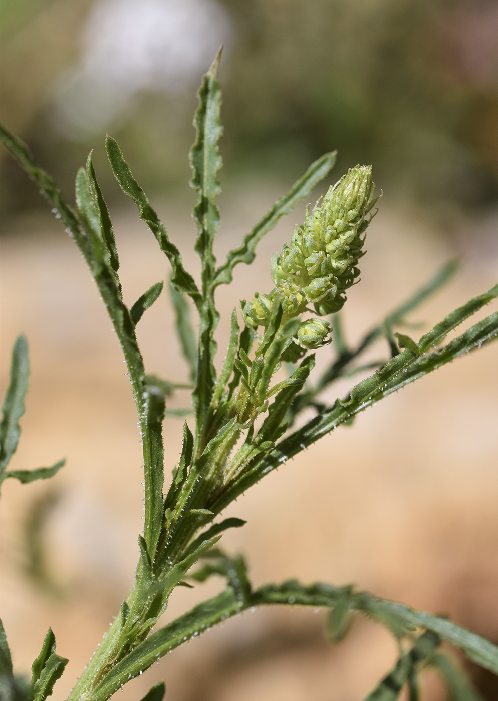 Image of Reseda lutea specimen.