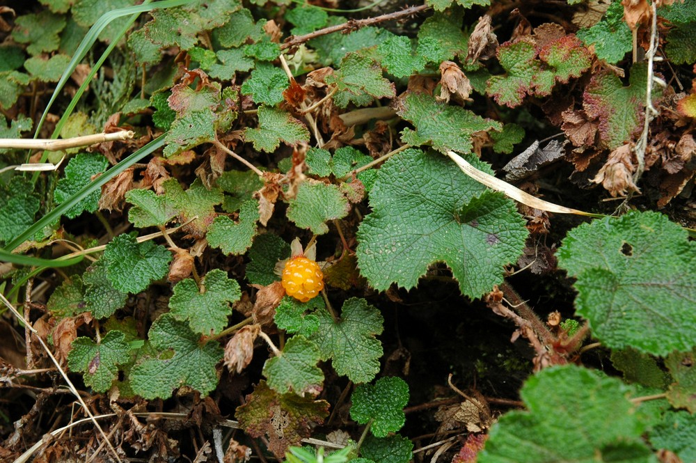 Изображение особи Rubus hayata-koidzumii.