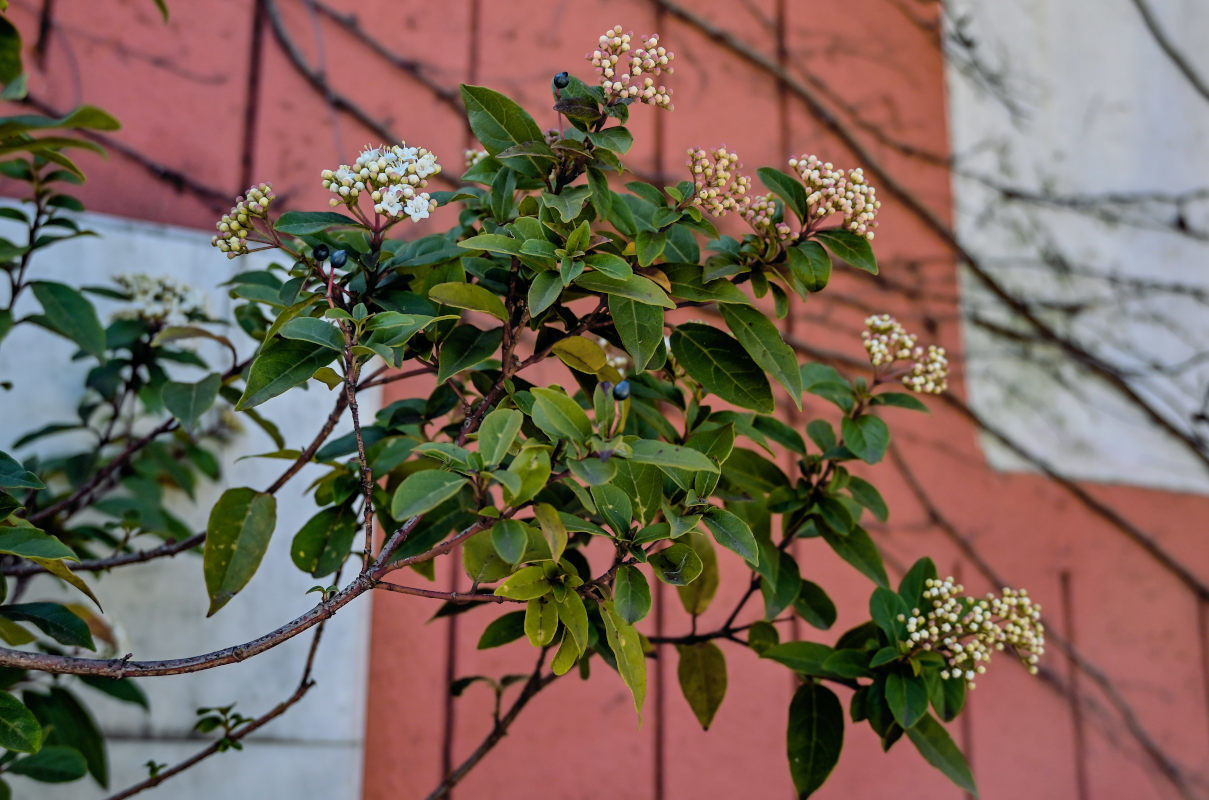 Изображение особи Viburnum tinus.