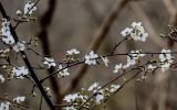 View full-size image Prunus cerasifera
