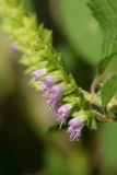 View full-size image Elsholtzia ciliata