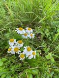 Смотреть изображение Pyrethrum corymbosum
