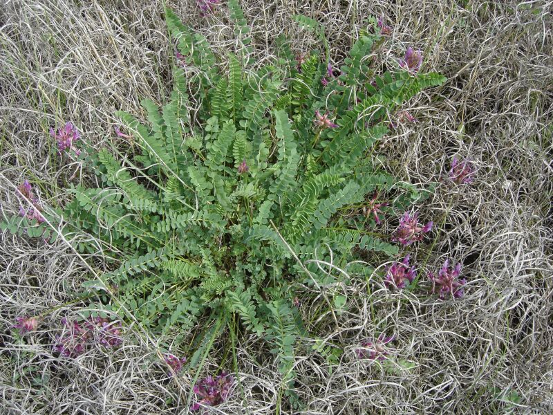 Изображение особи Astragalus monspessulanus.