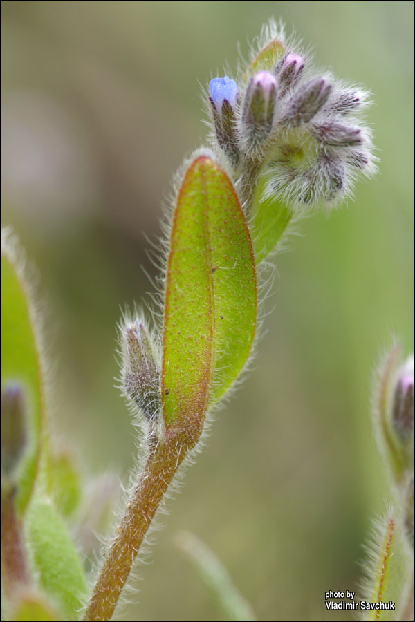 Изображение особи Myosotis micrantha.