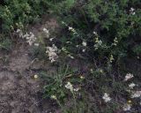 View full-size image Silene spergulifolia