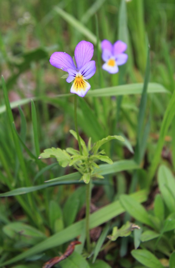 Image of Viola &times; contempta specimen.