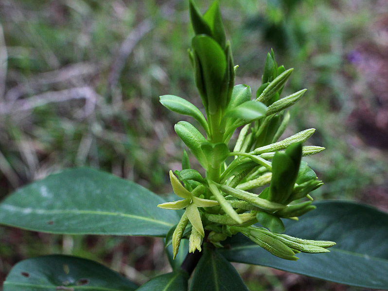 Image of Daphne pontica specimen.