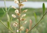 Alyssum turkestanicum var. desertorum