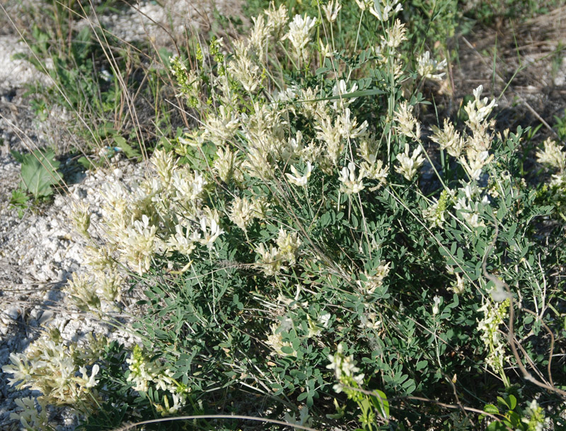 Изображение особи Astragalus albicaulis.