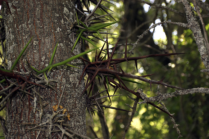 Image of Gleditsia triacanthos specimen.