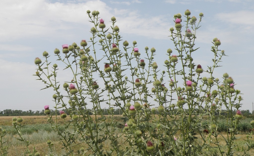 Image of Cirsium serrulatum specimen.