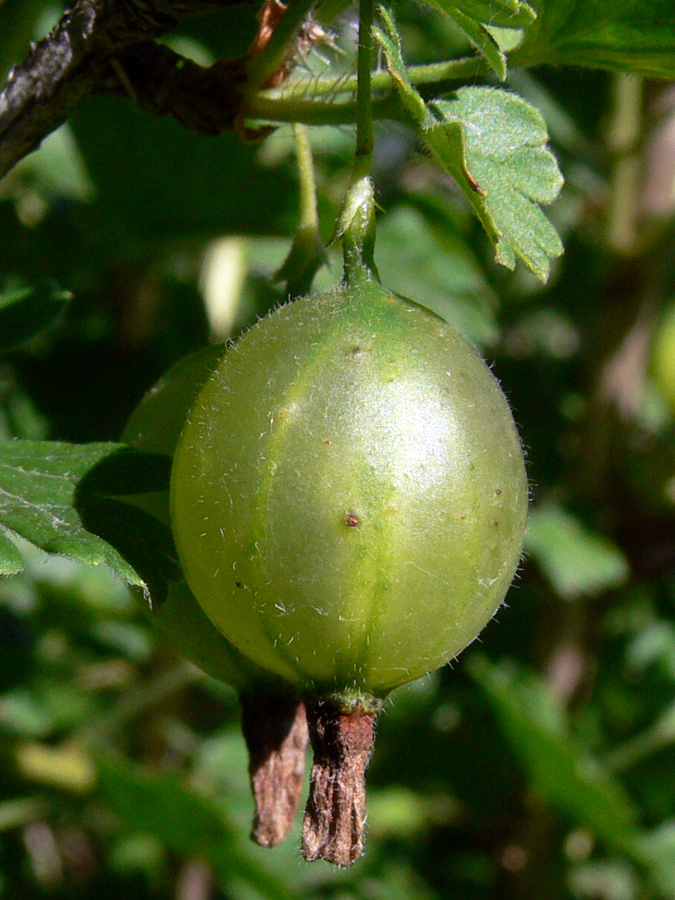 Image of Grossularia uva-crispa specimen.