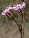 Gypsophila perfoliata. Цветки. Крым, Севастополь, Инкерман. 8 октября 2011 г.