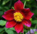 Dahlia pinnata. Соцветие. Московская обл., Раменский р-н, окр. дер. Хрипань, садовый участок. 11.08.2011.