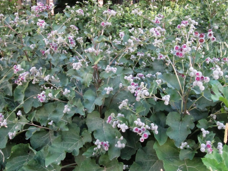 Изображение особи Arctium tomentosum.