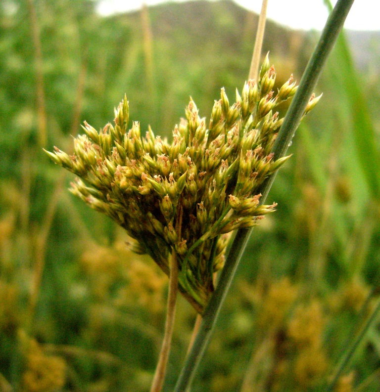 Изображение особи Juncus inflexus.