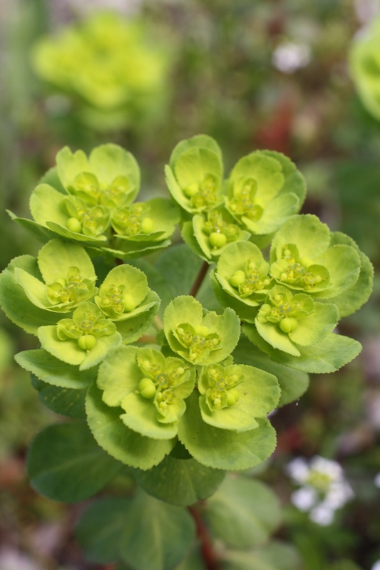 Image of Euphorbia helioscopioides specimen.