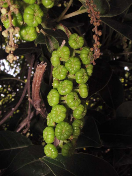 Изображение особи Phytolacca dioica.