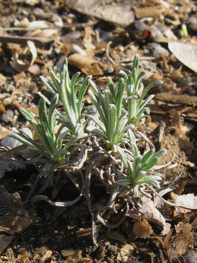 Image of Jurinea stoechadifolia specimen.