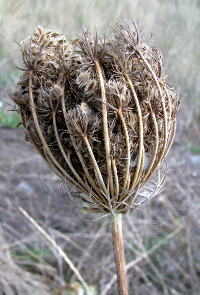 Изображение особи Daucus carota.