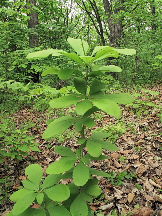 Image of Berberis amurensis specimen.