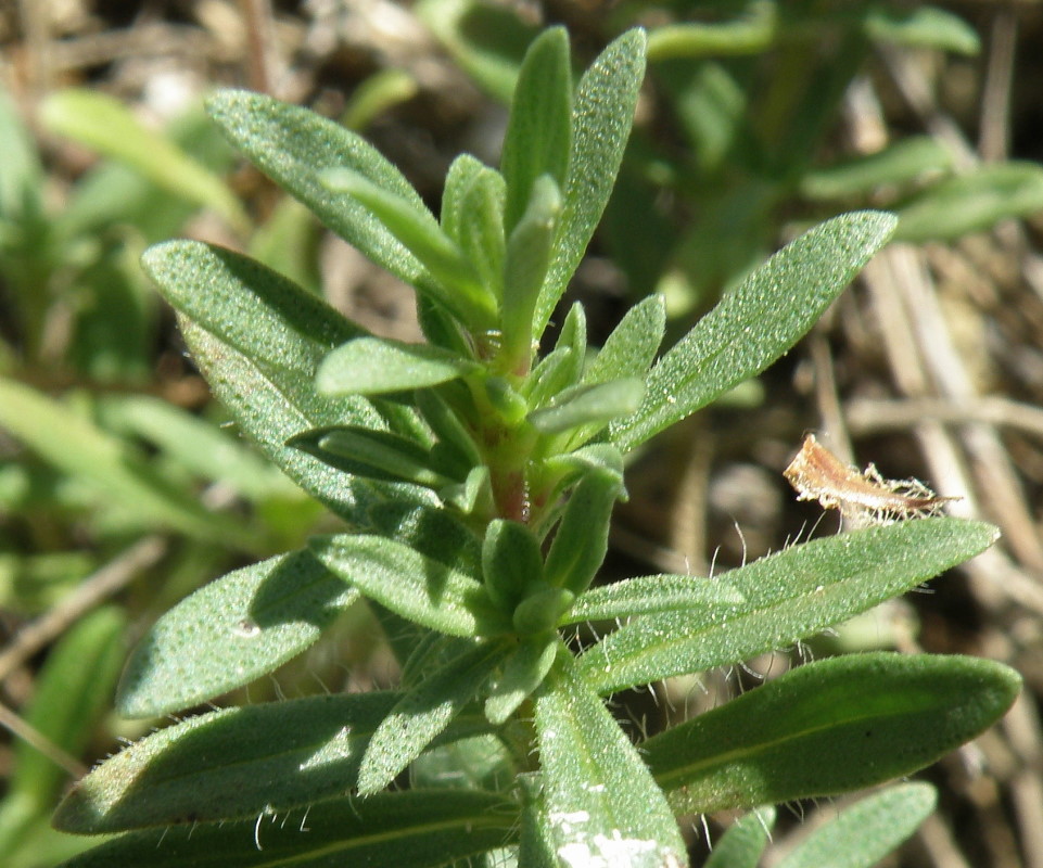 Image of Thymus daghestanicus specimen.
