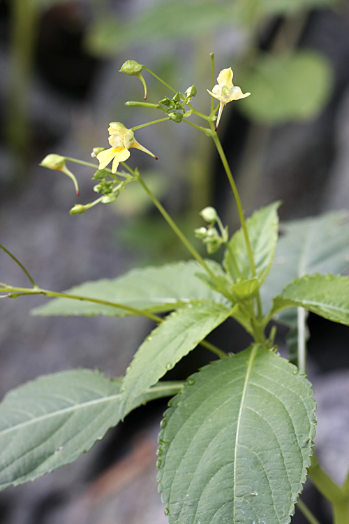 Image of Impatiens parviflora specimen.